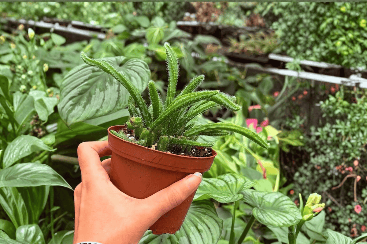 Rhipsalis Sulcata – 2 Exact Live Plants in 4” Pots – Rhipsalis sulcata