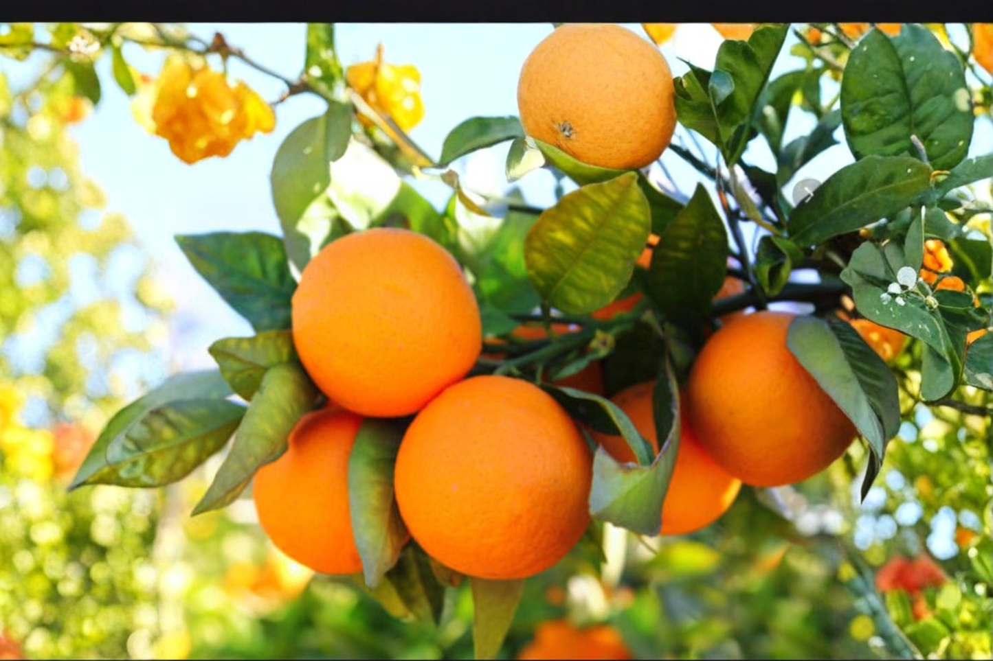 Dwarf Mandarin Orange Seeds 5 Pack Indoor Outdoor Citrus Fruit Tree Seeds Non GMO USA Harvested
