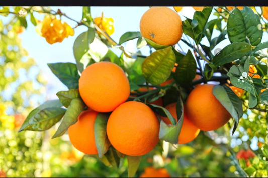 Dwarf Mandarin Orange Seeds 5 Pack Indoor Outdoor Citrus Fruit Tree Seeds Non GMO USA Harvested