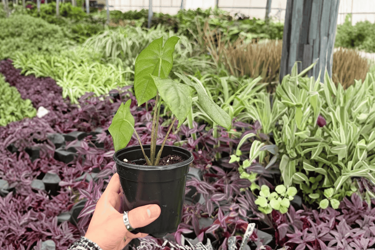 Alocasia Corazon 2 Exact Live Plants – 4-Inch Pots – Alocasia ‘Corazon’
