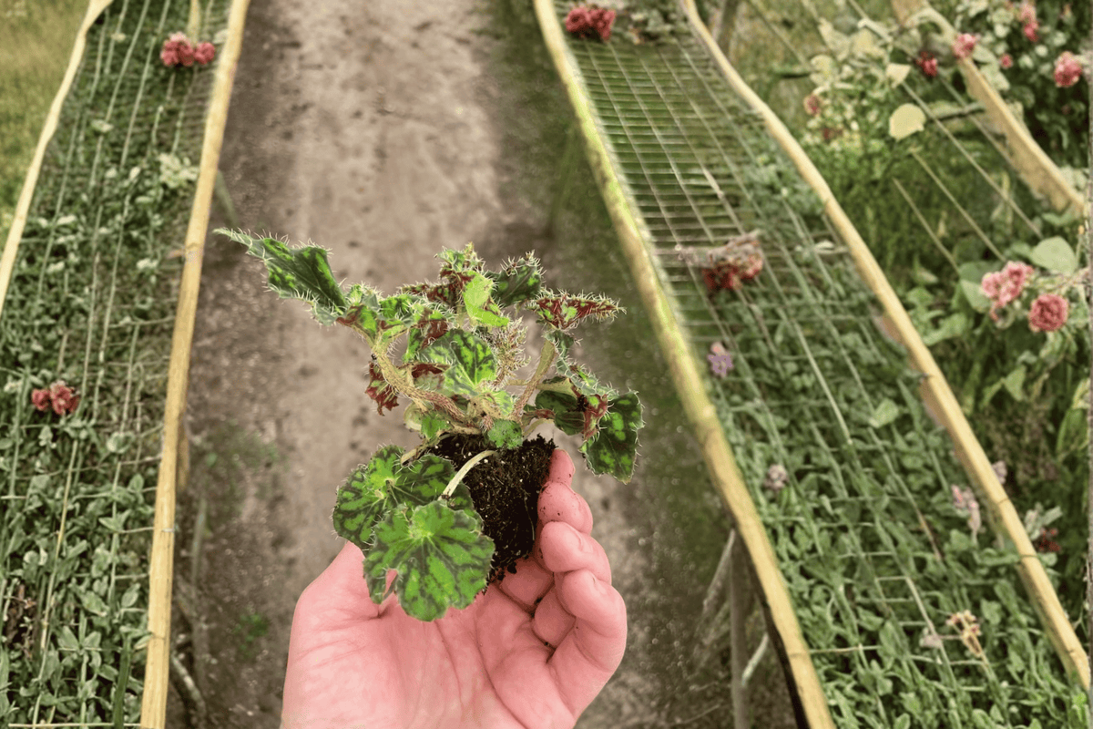 Begonia ‘Unique’ 2 Starter Plants – Live Begonia 2” Cultivation Size Bare Root