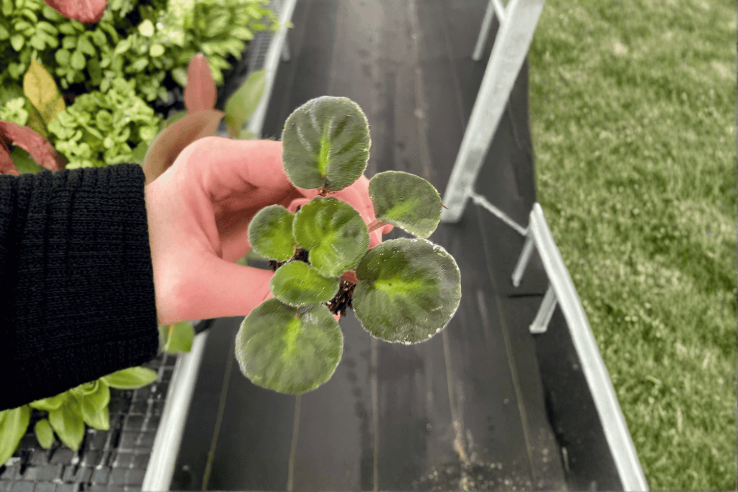 Sargeant Pepper African Violet 2 Starter Live Plants – Streptocarpus ionanthus