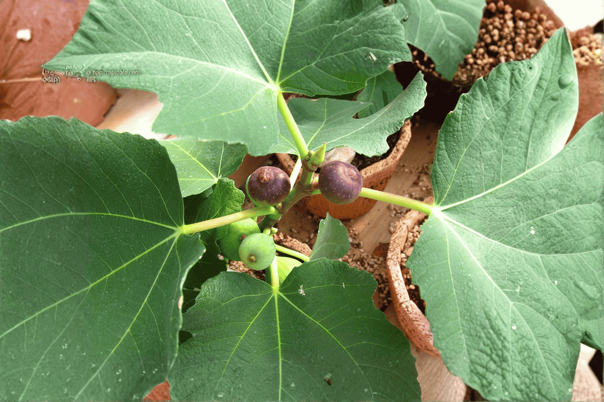 Compact Fig Tree 1 Live Plant – Ficus ‘Fignominal’ – 3 Gallon Pot