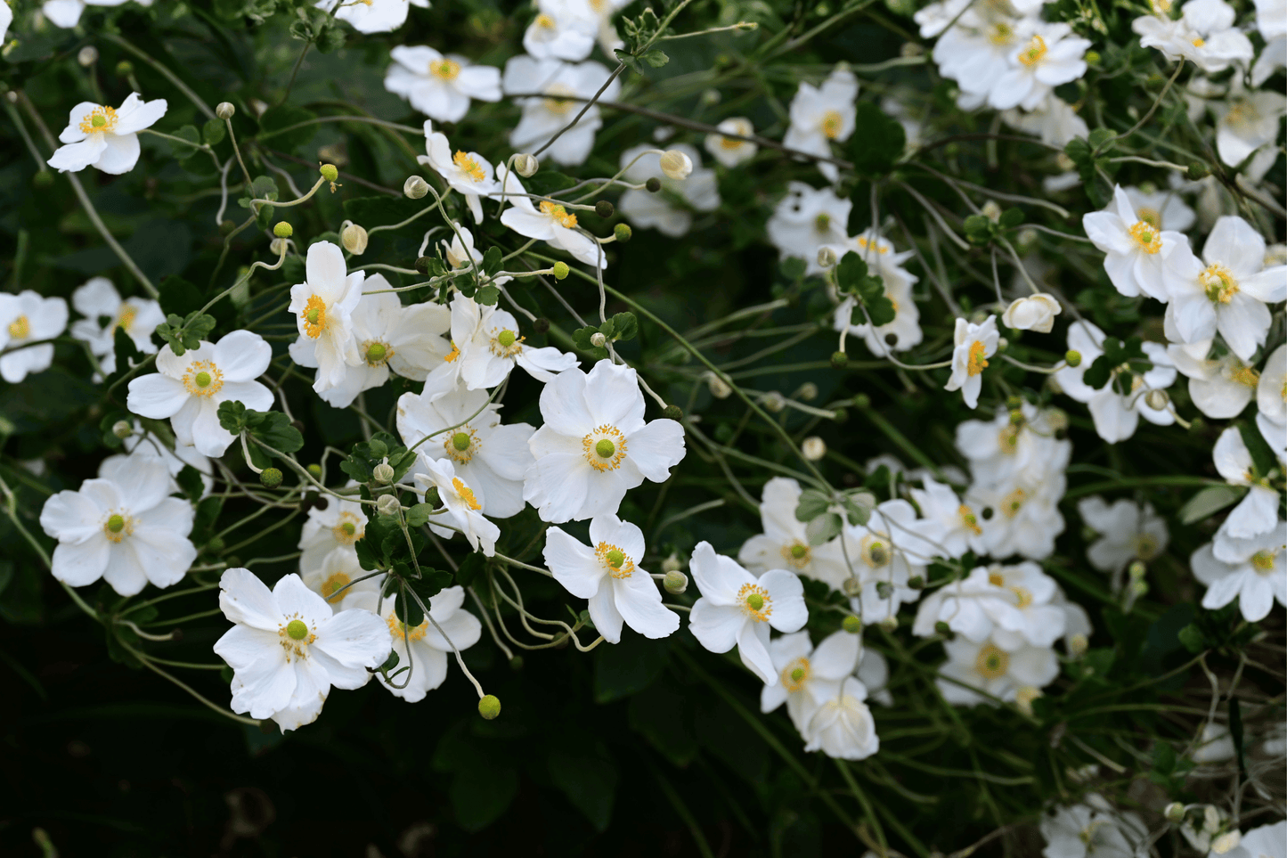Honorine Jobert Japanese Anemone 1 Live Plant – 4-Inch Pot – Anemone × hybrida ‘Honorine Jobert’