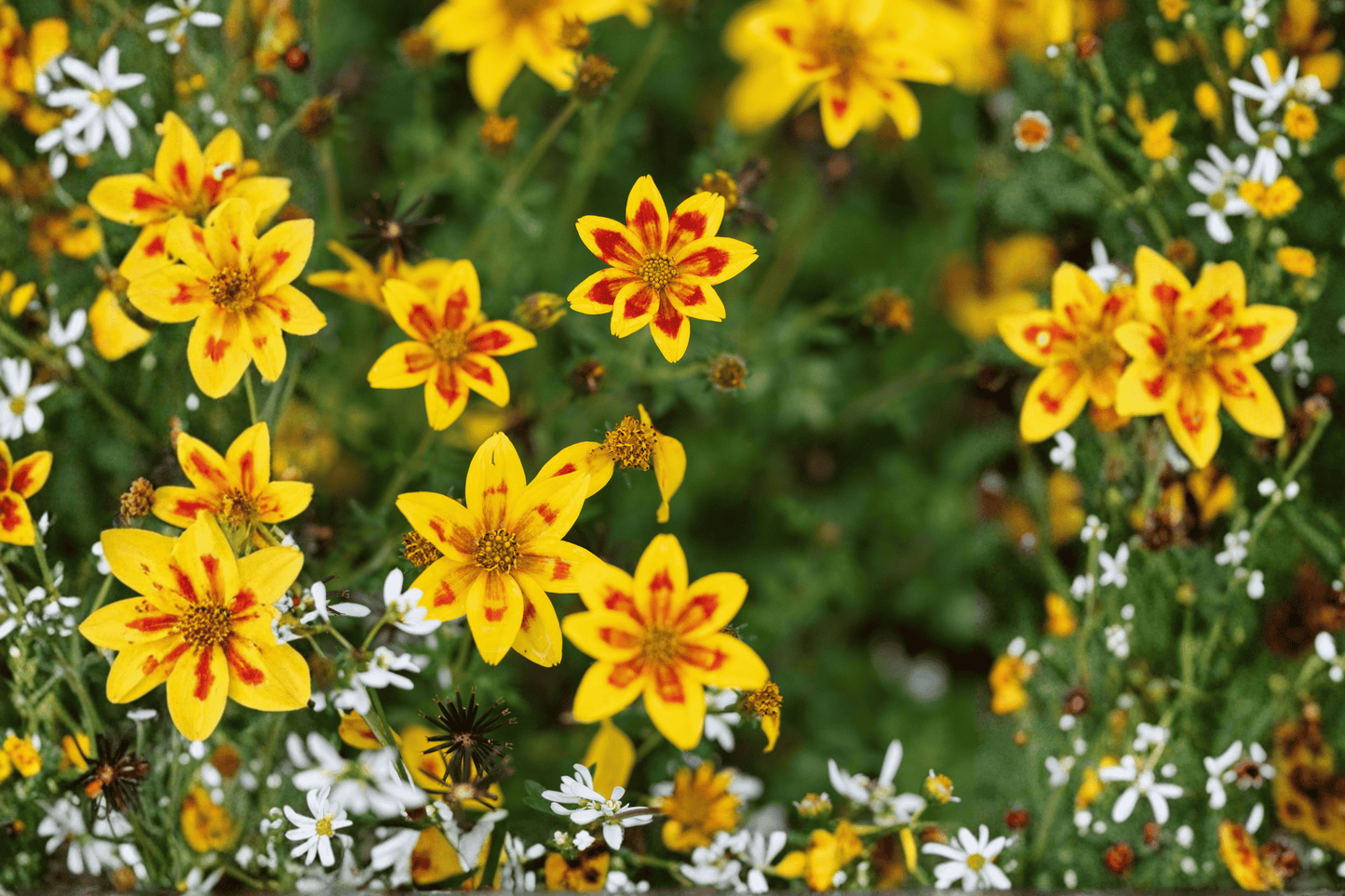 Blazing Star Beggarticks 1 Live Plant – 4-Inch Pot – Bidens ferulifolia ‘Blazing Star’
