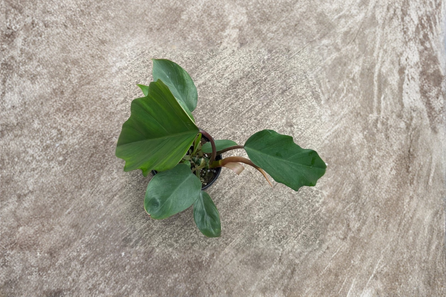 Philodendron Hope Live Plant 4 Inch Pot Selloum Tropical Leafy Indoor Houseplant Gift