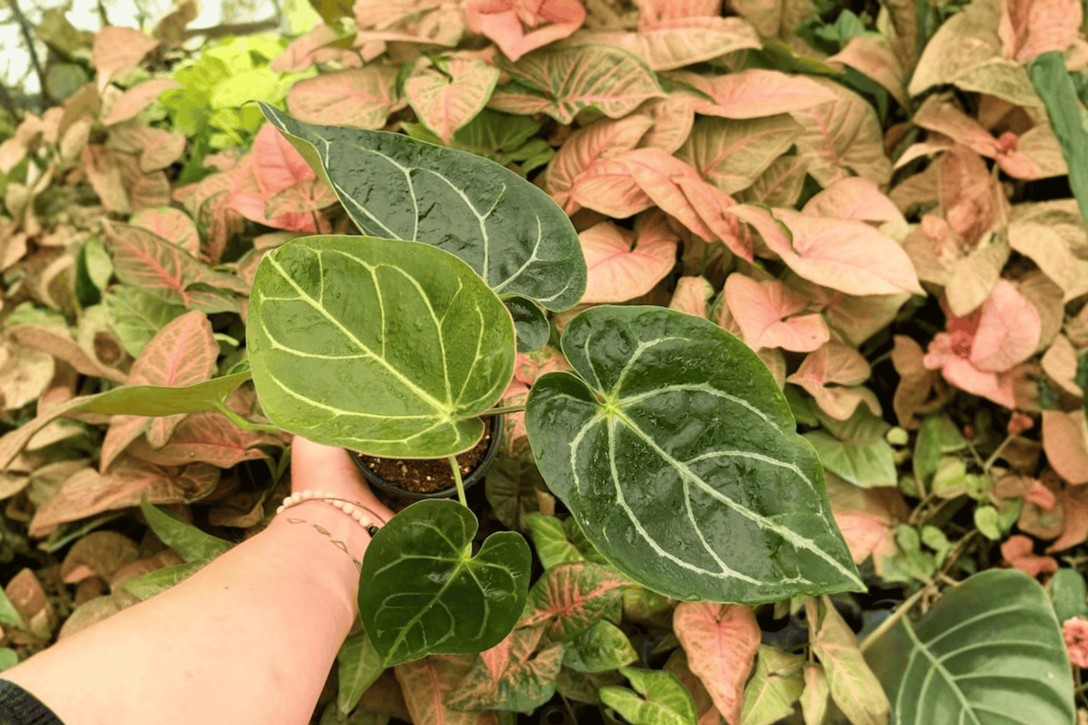 Anthurium Hoffmanii x Crystallinum 2 Exact Live Plants – 4-Inch Pots
