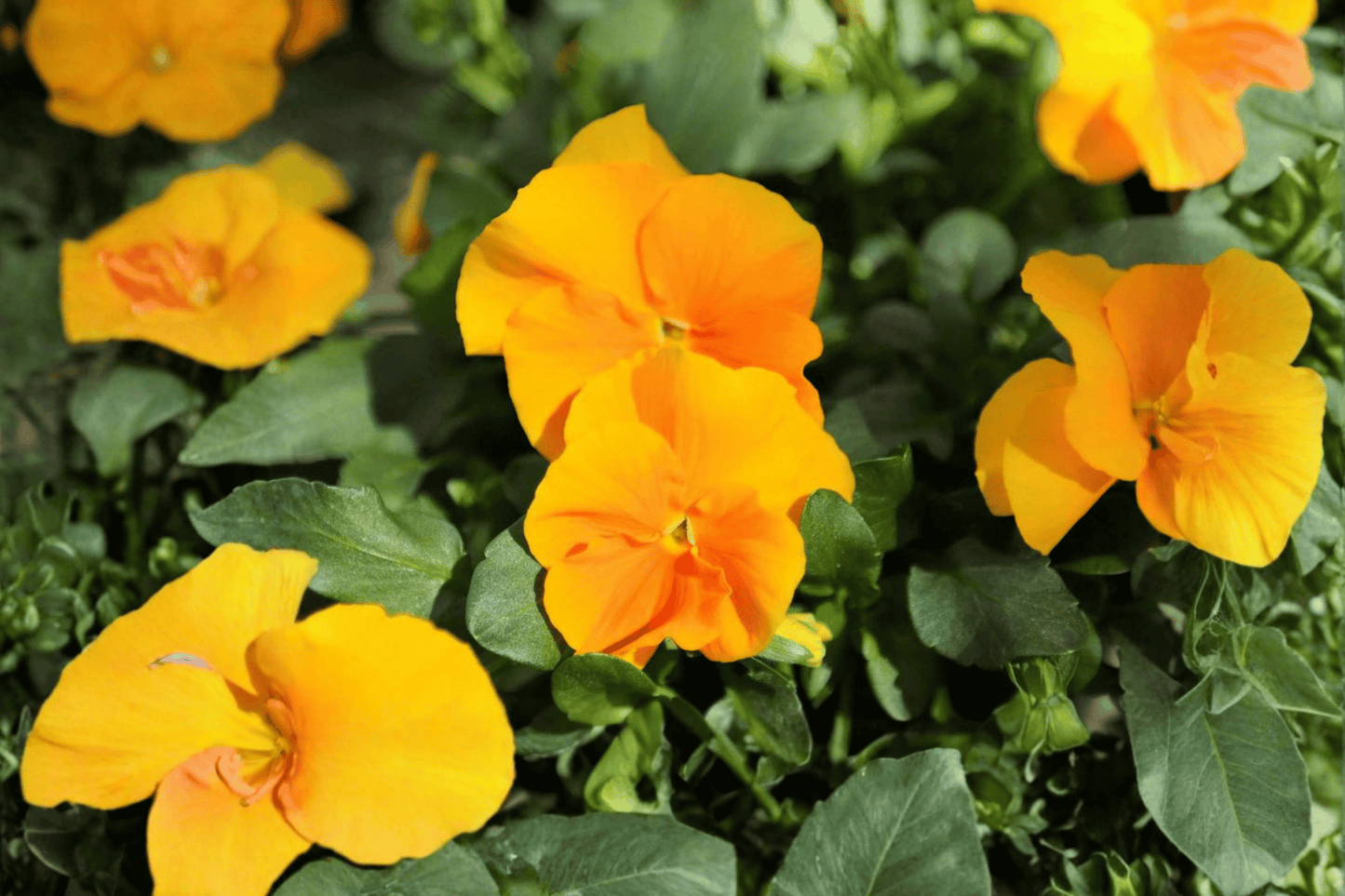 Halo Golden Yellow Horned Violet Live Plant – 4-Inch Pot – Viola cornuta 'Halo Golden Yellow'