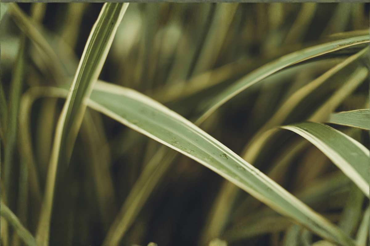 Feather Falls Sedge 1 Live Plant – Carex ‘Feather Falls’ – 1 Gallon Pot