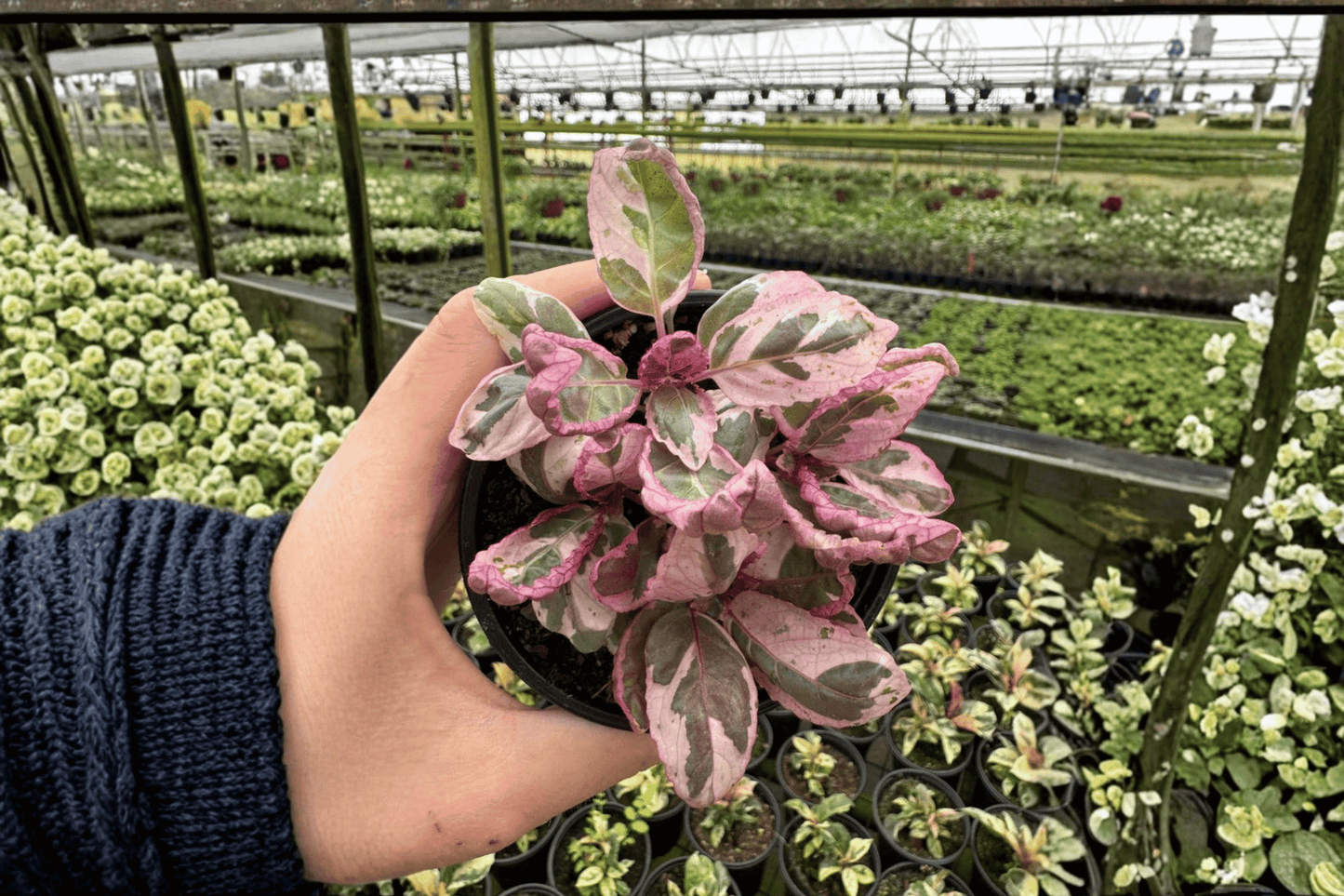 2 Pink Variegated Purple Waffle Live Plants in 4-Inch Pots – Hemigraphis alternata 'Variegata'