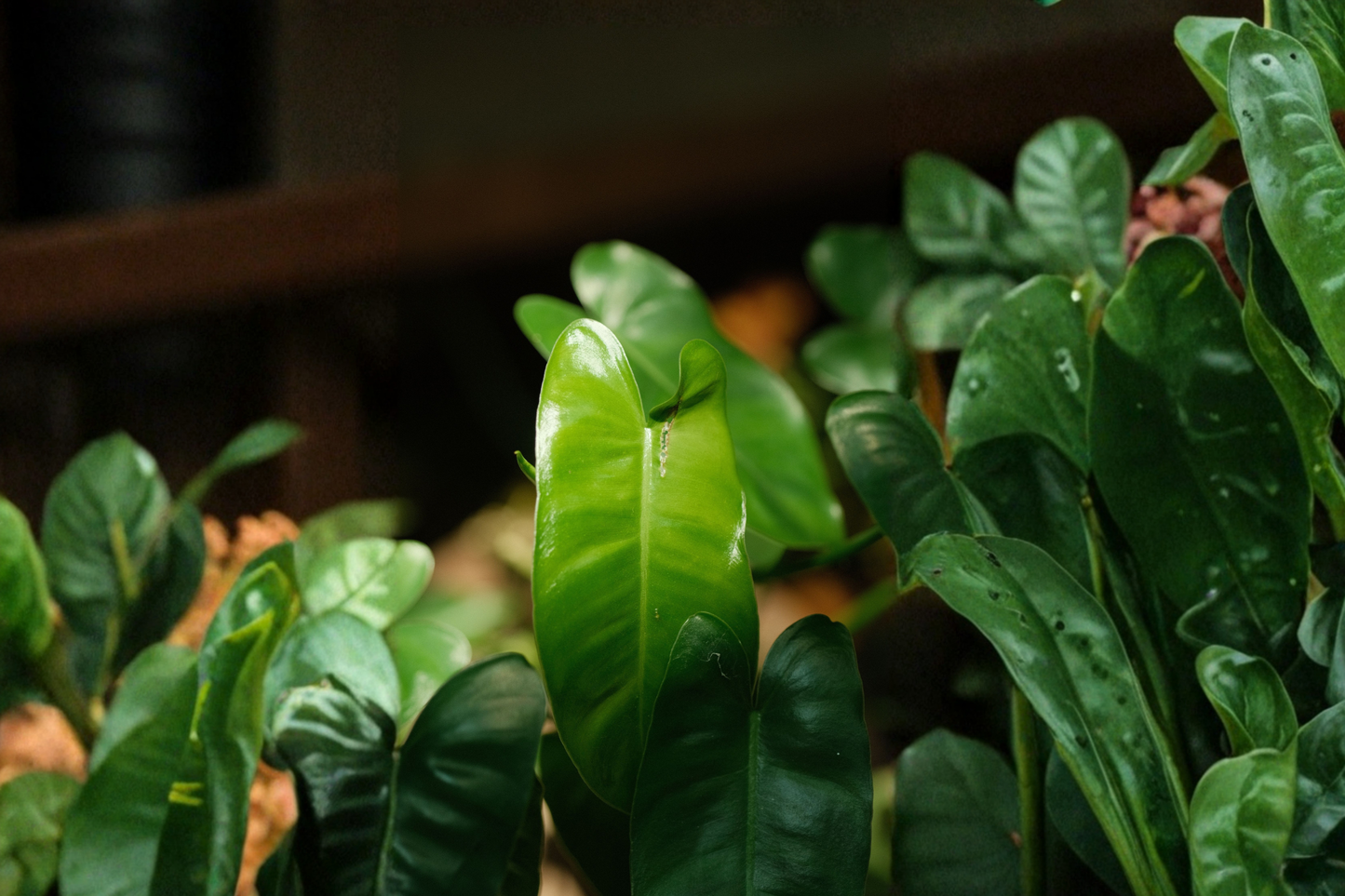 Burle Marx Philodendron Rooted Live Plant – Multi Grow Green Leaf (Philodendron 'Burle Marx')