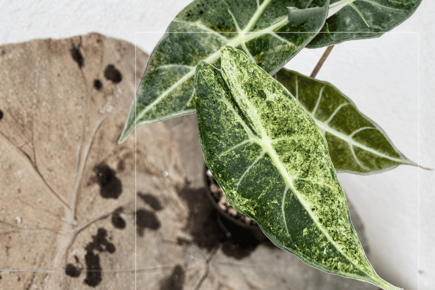 2 Alocasia Black Satun Stardust Variegated Tissue Culture Plants – Bare Root