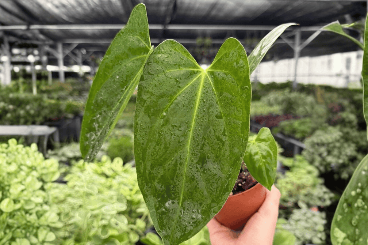 Anthurium Hoffmannii x Red Gunsal 2 Exact Live Plants – 4-Inch Pots – Anthurium Hybrid
