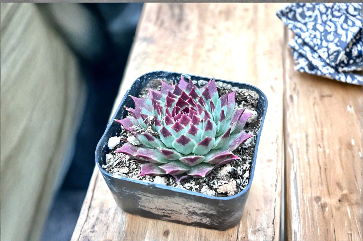 Sempervivum Calcareum Live Succulent Hen and Chicks Plant in 2 Inch Pot Indoor Outdoor Garden Decor Gift