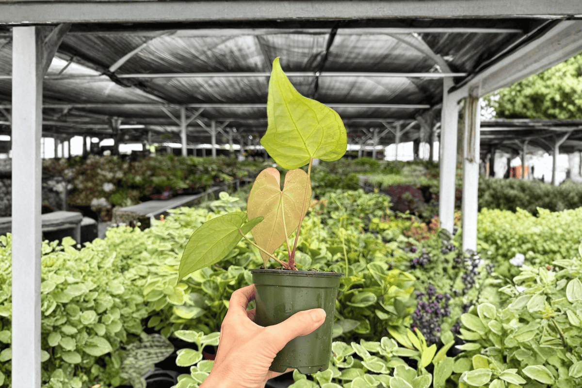 Anthurium Xone × Red Stem – 2 Exact Live Hybrid Plants, 4-Inch Size – Anthurium Hybrid