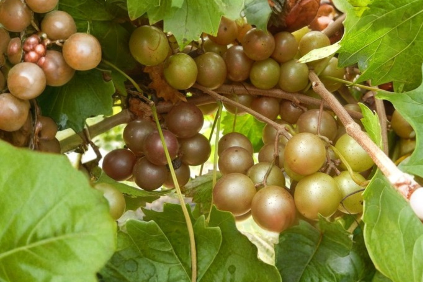 Bronze Higgins Muscadine Grape Vine Live Plant 2 Gallon, Sweet Fruit Vine for Garden Vineyard, Outdoor Climbing Vine