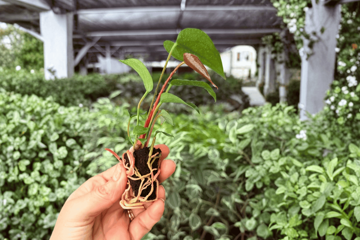 2 Anthurium Caliente Exact Starter Plants – Specific Live Plants