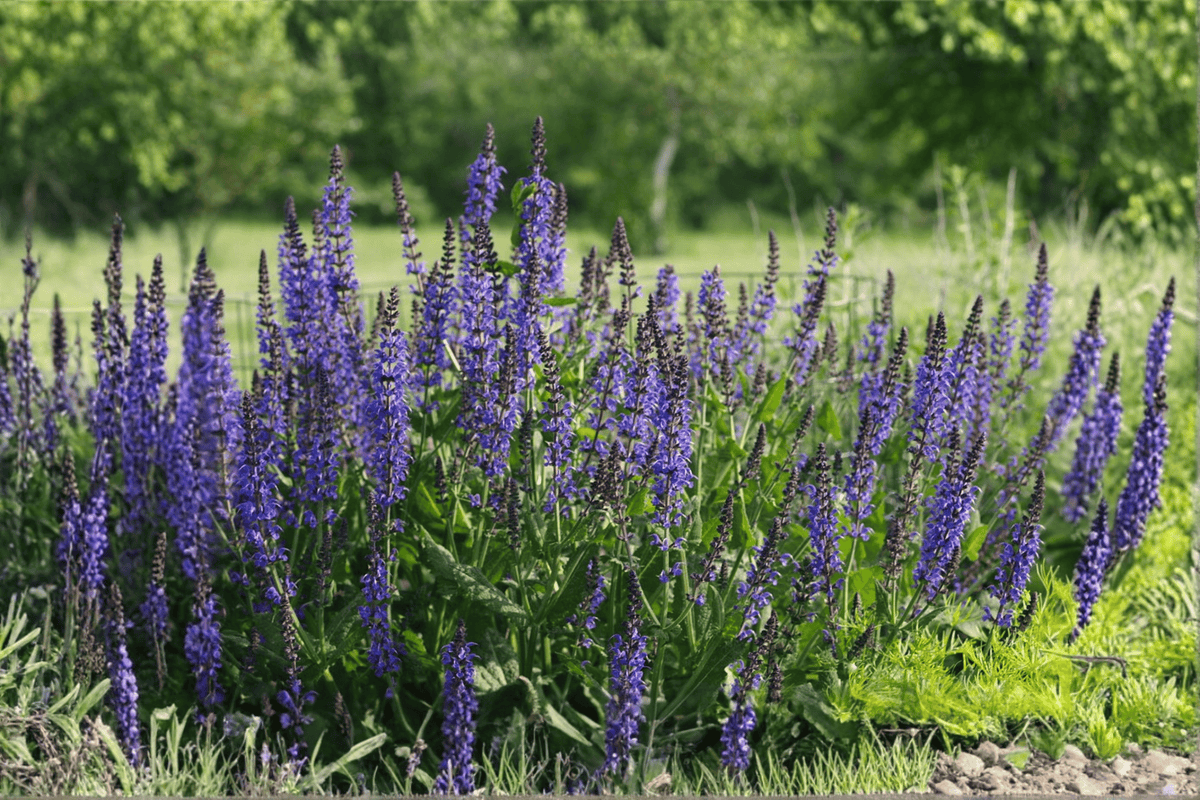 East Friesland Meadow Sage 1 Live Plant – Salvia nemorosa ‘East Friesland’ – Quart Pot