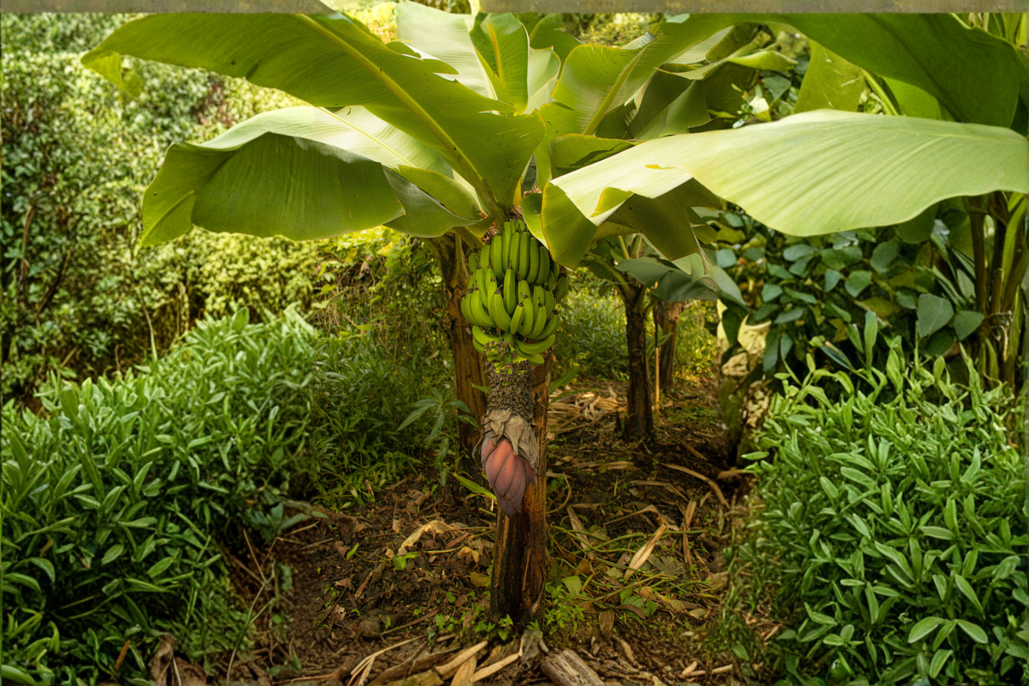 Williams Hybrid Giant Cavendish Banana Live Bulb – Musa acuminata