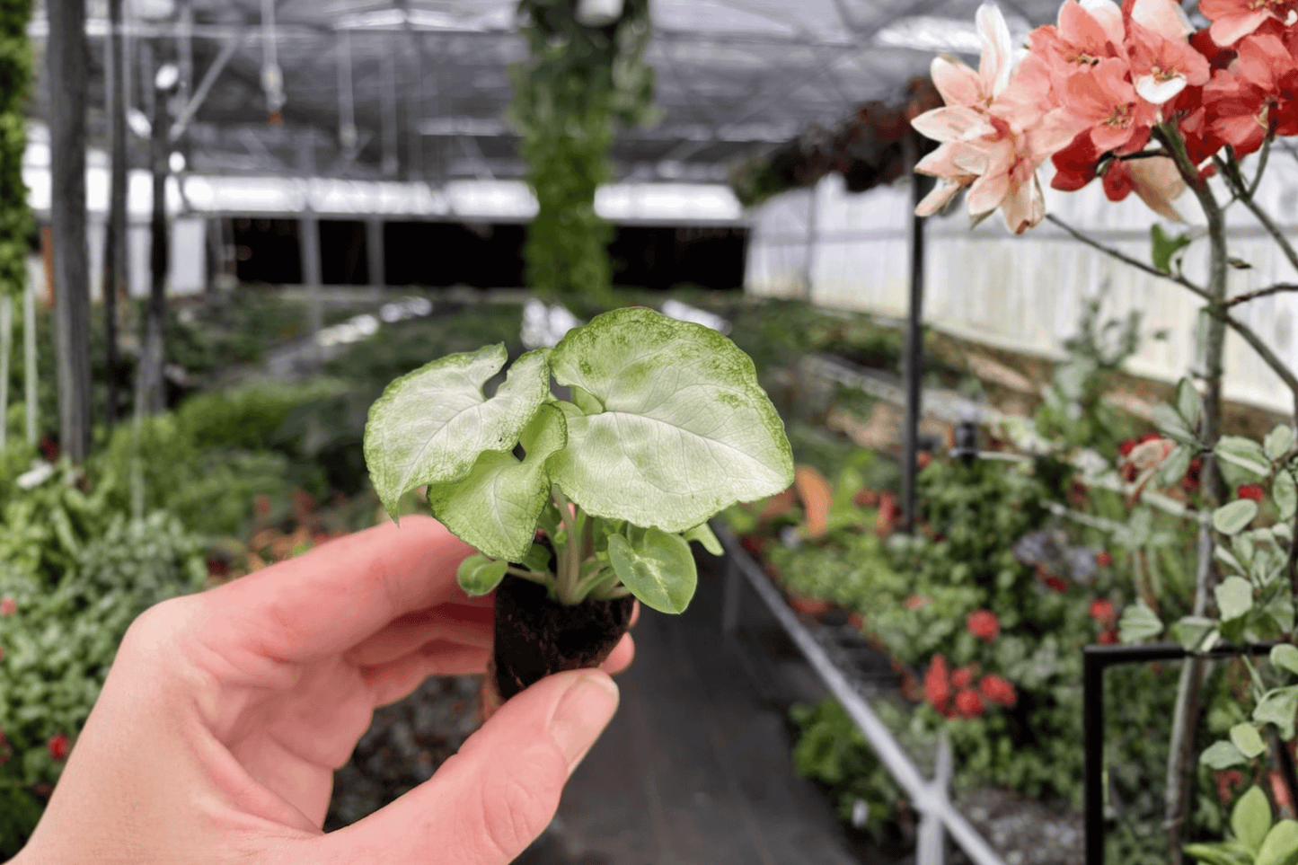 2 Syngonium 'Moonshine' Starter Plants – Live Arrowhead Houseplants