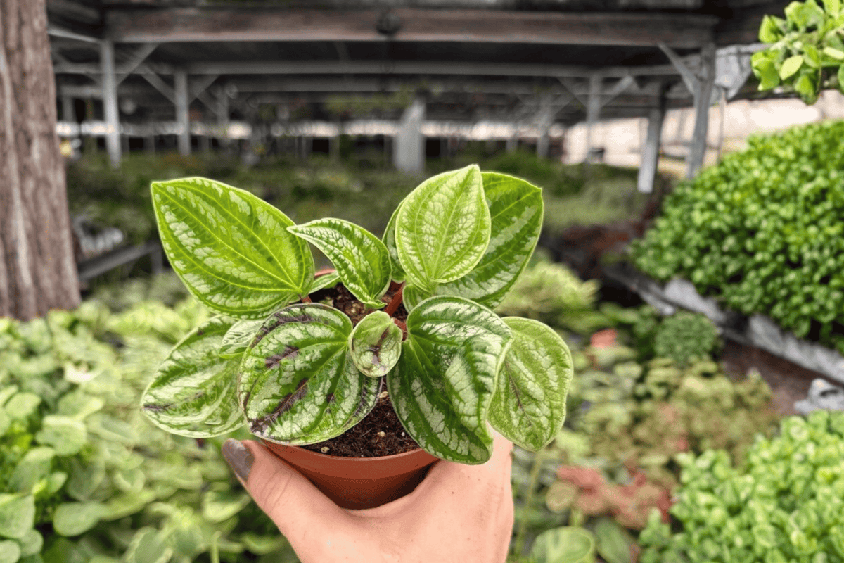 2 Exact Peperomia Dragon Skin Live Plants – 4” Pot