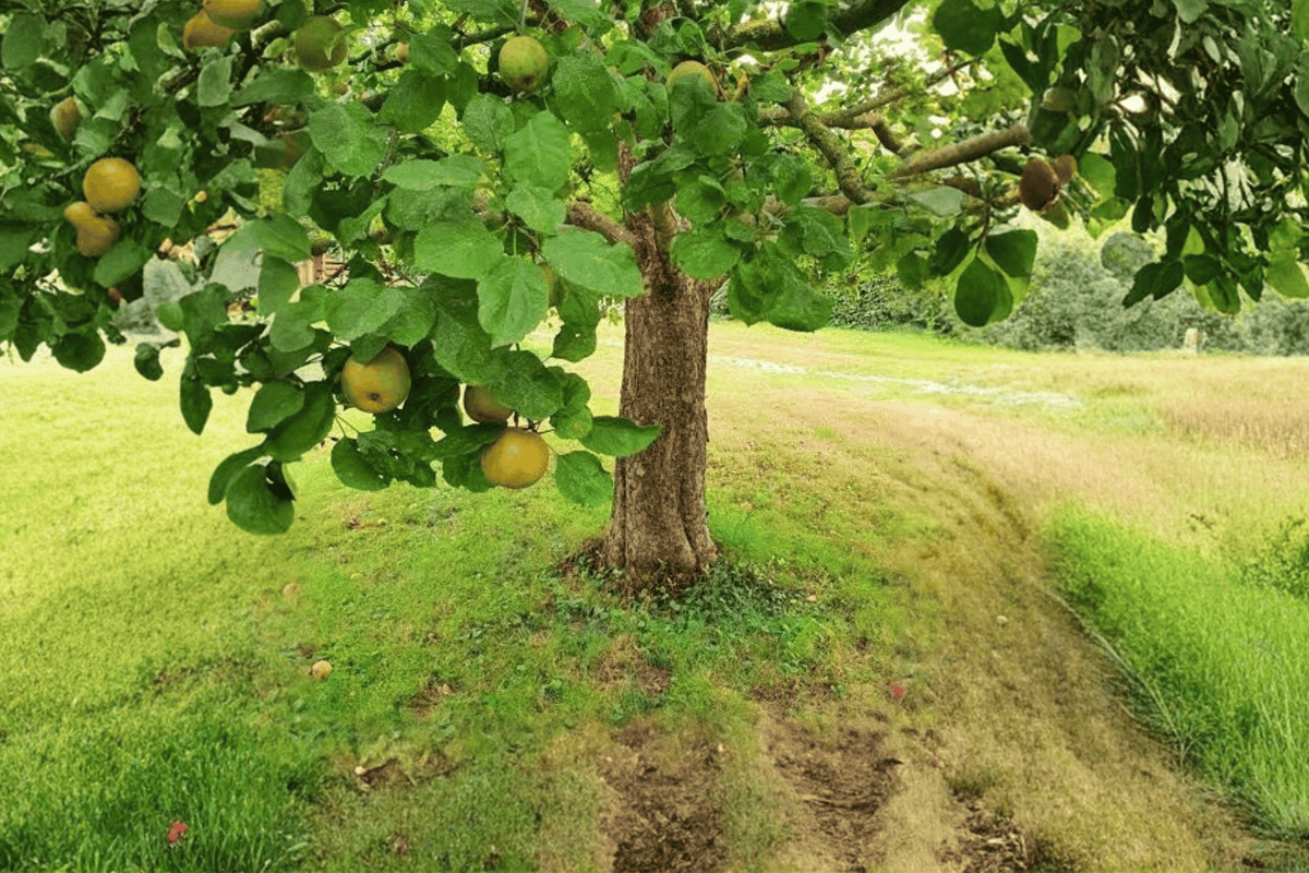 Fruit Snacks® Tangy Green™ Apple 1 Live Tree – Malus domestica ‘Tangy Green’ – 2 Gallon Pot