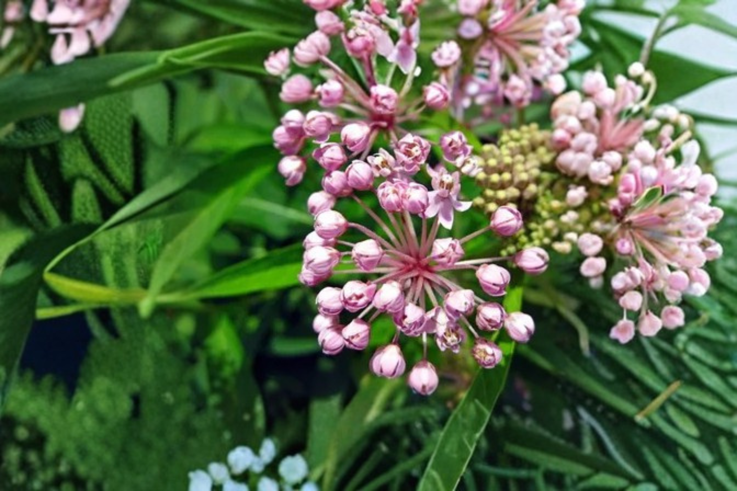Swamp Milkweed Live Plants 3 Rooted Starters in 1 Qt Pots Asclepias Incarnata Native Perennial Flower Garden Plants