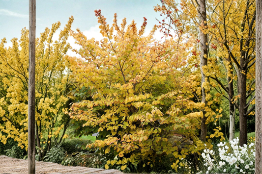 Goldcrest Witch Hazel Live Plant 10 Inch Tall – Hamamelis mollis Yellow Winter Bloom Shrub Garden Plant 1 Year Graft
