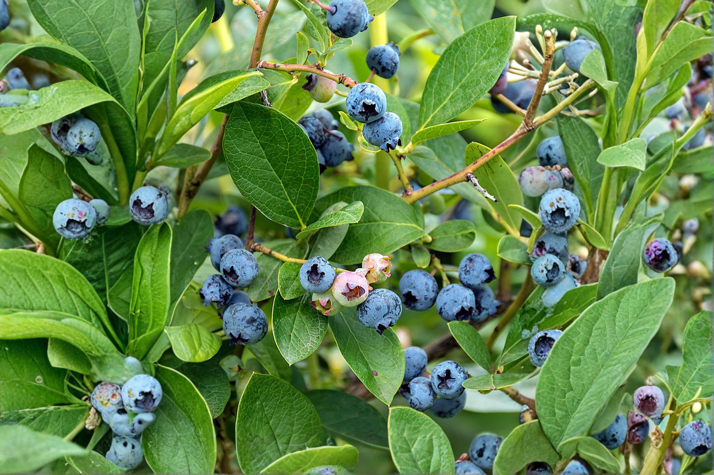 Climax Blueberry Bush 1–3 Ft Live Plant, Rabbiteye Blueberry Shrub for Garden Sweet Berry Plant Outdoor