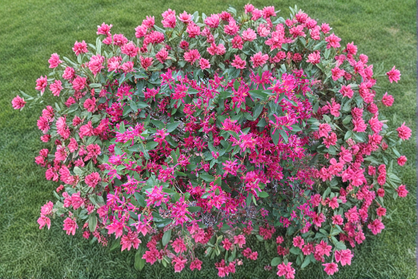 Arnolds Red Honeysuckle Plant 1 Gal Flowering Vine, Red Honeysuckle for Garden Trellis Fence Climbing Plant