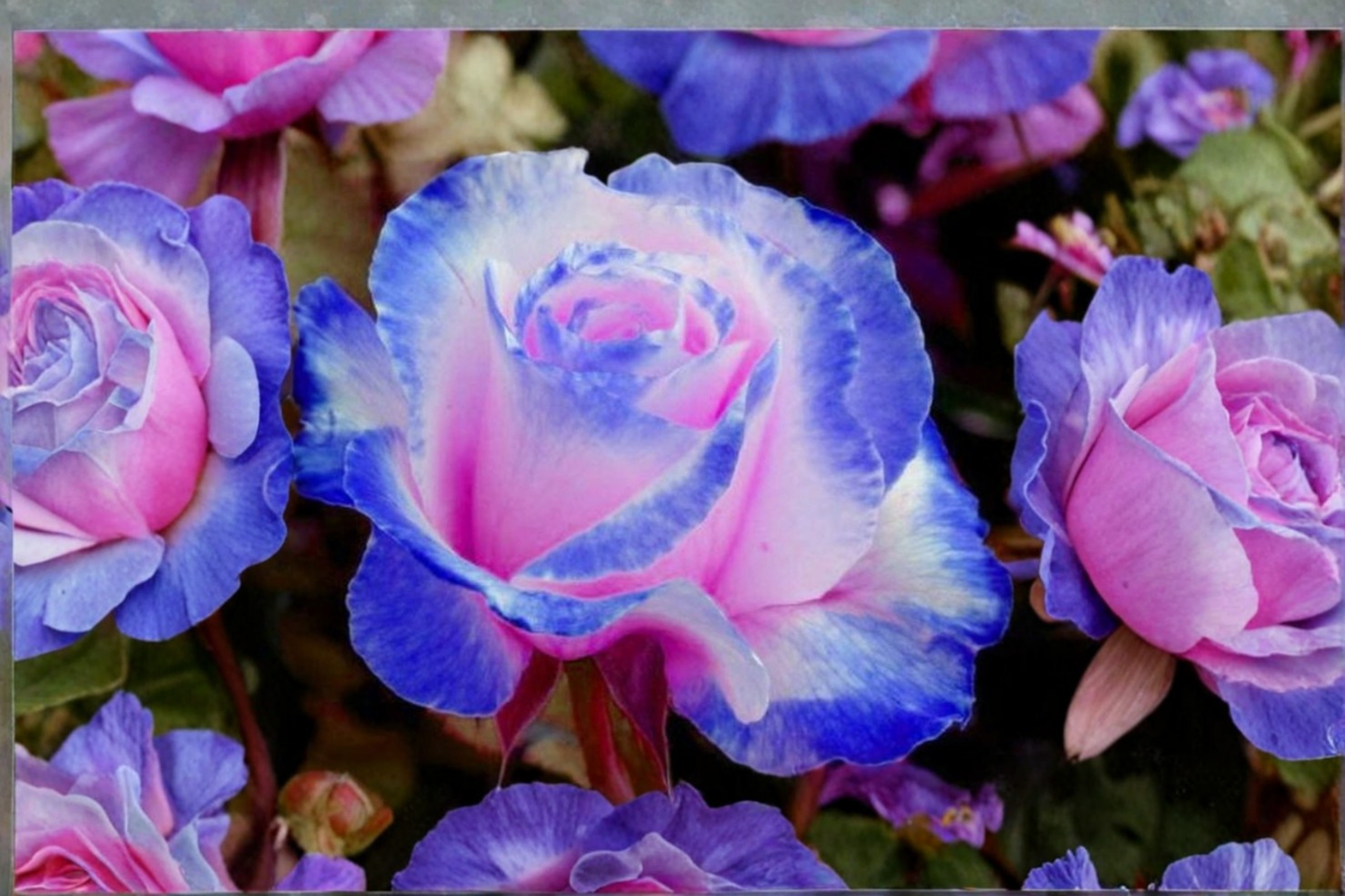 Blue Pink Rose Seeds Rare Bi Color Rose Flower Seeds for Planting Fragrant Ornamental Garden Variety Pack of 10 Seeds
