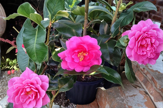 Fall Blooming Camellia ‘Brandy’s Temper’ 1 Gallon – Camellia sasanqua Pink Evergreen Flowering Shrub