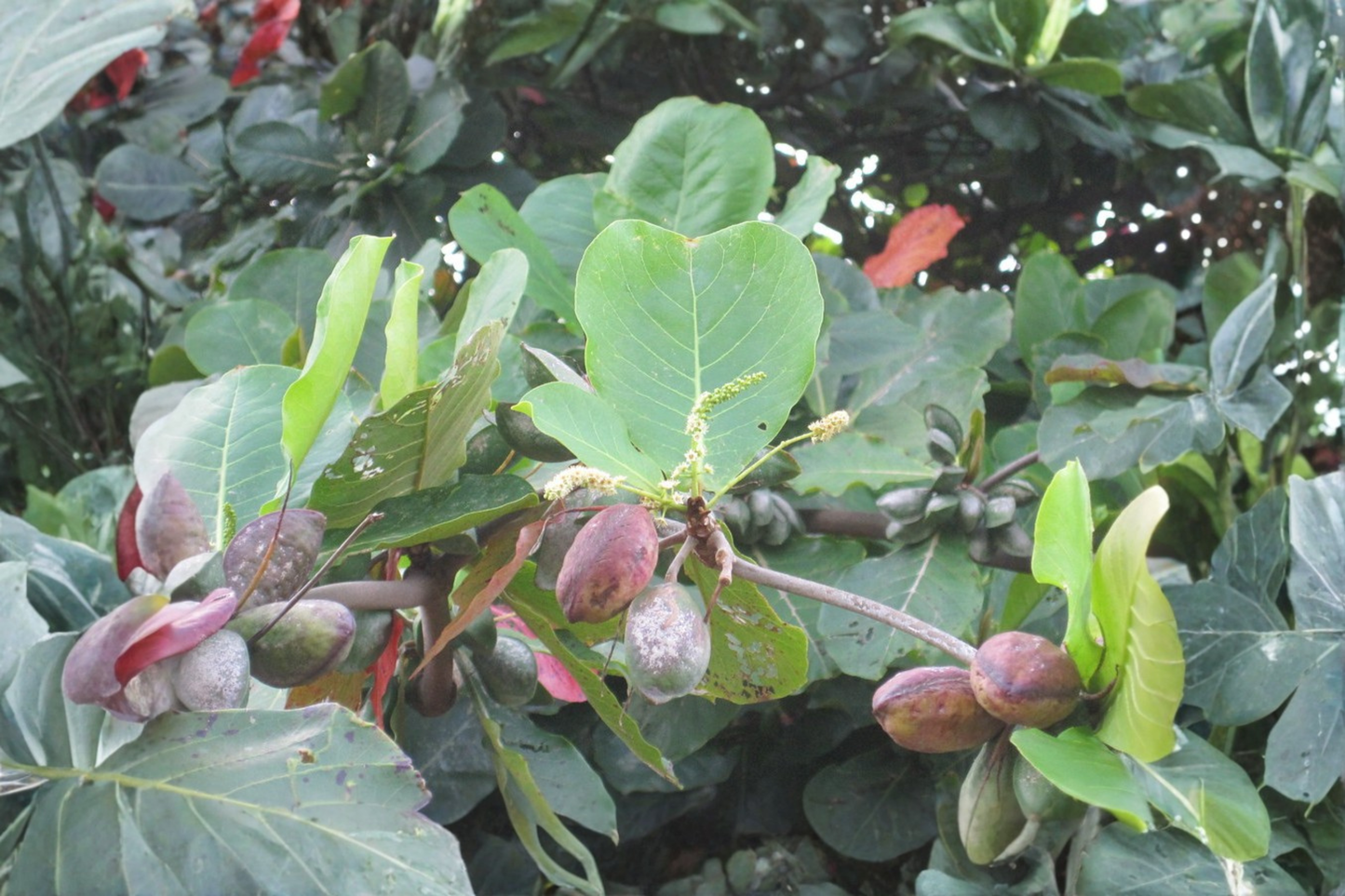 Tropical Almond Live Plant 7–12 Inches Tall – Terminalia catappa