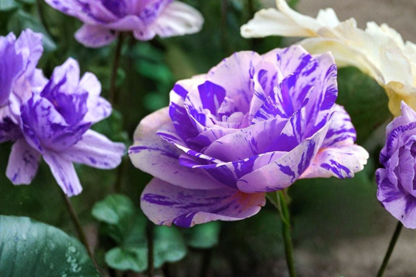 English Pink Purple Rose Seeds Rare Bi Color Rose Flower Seeds for Planting Garden Bush Pack of 30 Seeds