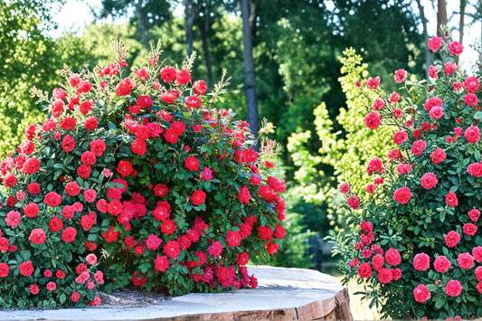 Double Knock Out Red Rose Bush 1 Gallon Live Plant – Bright Red Flowering Rose Shrub for Garden Landscape