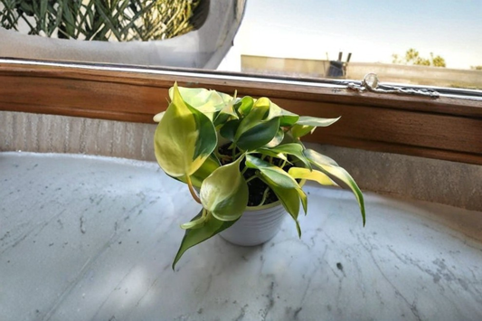Brasil Philodendron Live Vine Plant 4 Inch Pot – Philodendron hederaceum 'Brasil'