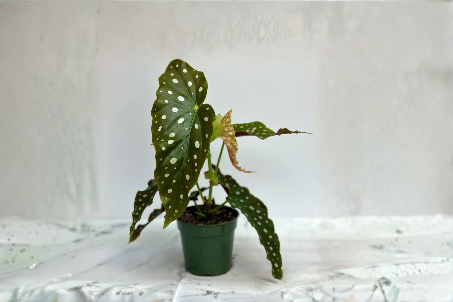Begonia Maculata Live Plant Polka Dot Angel Wing Begonia 3 Inch Pot Indoor Tropical Houseplant Gift Plant