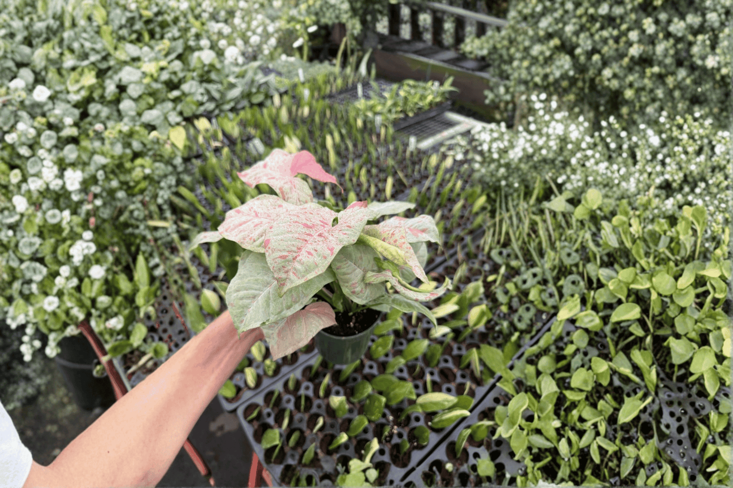 2 Syngonium 'Milk Confetti' Live Starter Plants – 4-Inch Pot Tropical Houseplants