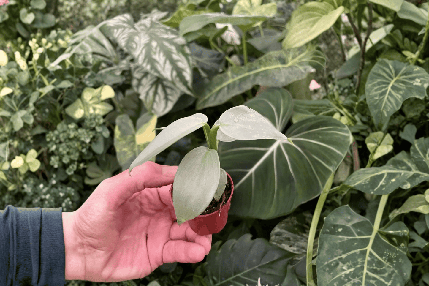 2 Philodendron Silver Sword Starter Plants – Bare Root – Philodendron hastatum