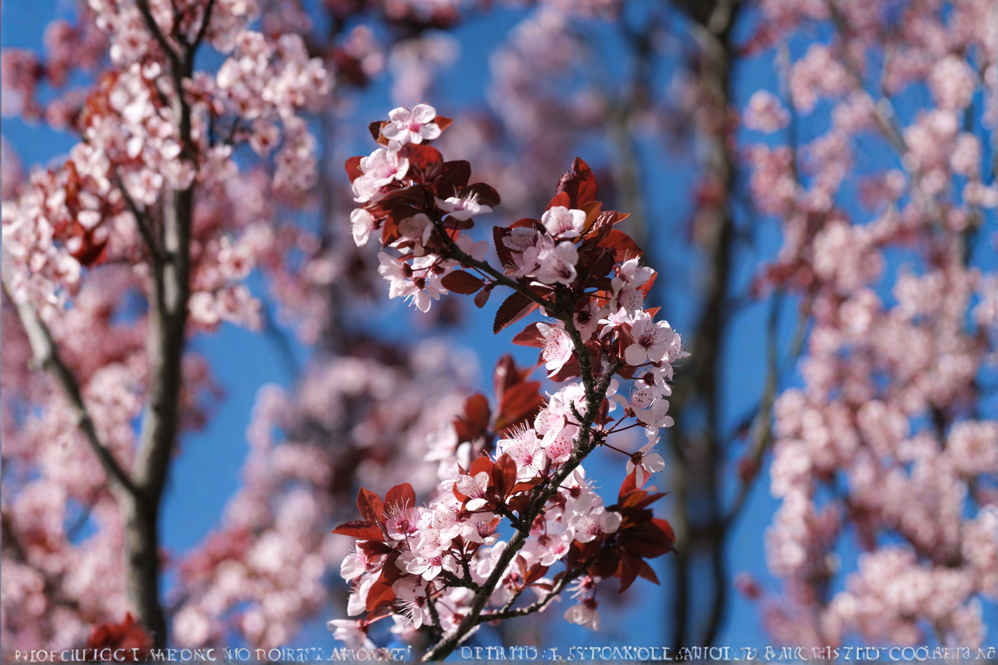Purpleleaf Sand Cherry Live Plant 3.5 Inch Pot Ornamental Flowering Shrub Pink White Blooms Purple Foliage