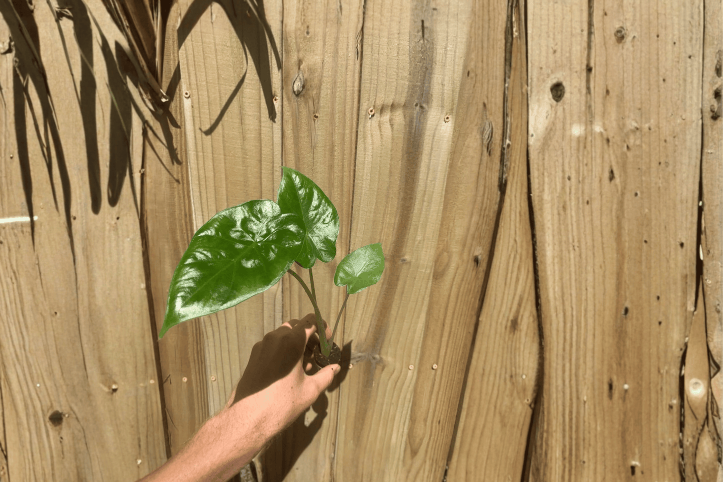 Alocasia Calidora 2 Live Starter Plants – Alocasia ‘Calidora’