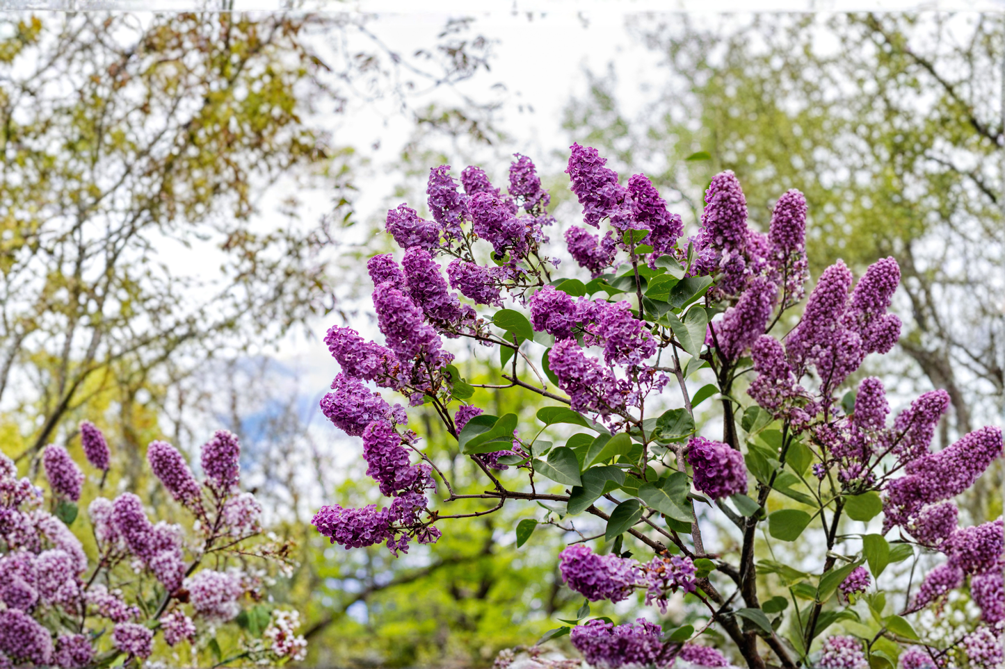 Miss Kim Korean Lilac Live Plant 12+ Inches Tall – Syringa pubescens subsp. patula