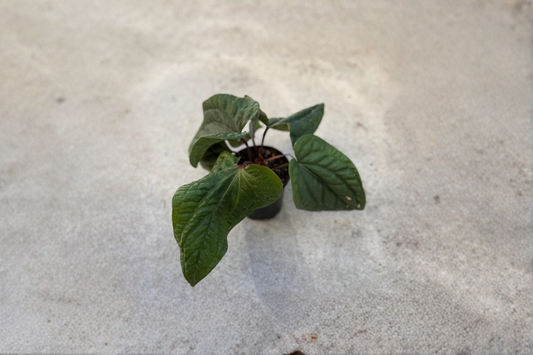 Anthurium Radicans x Luxurians Live Plant Rare Collector Anthurium in 4 Inch Pot