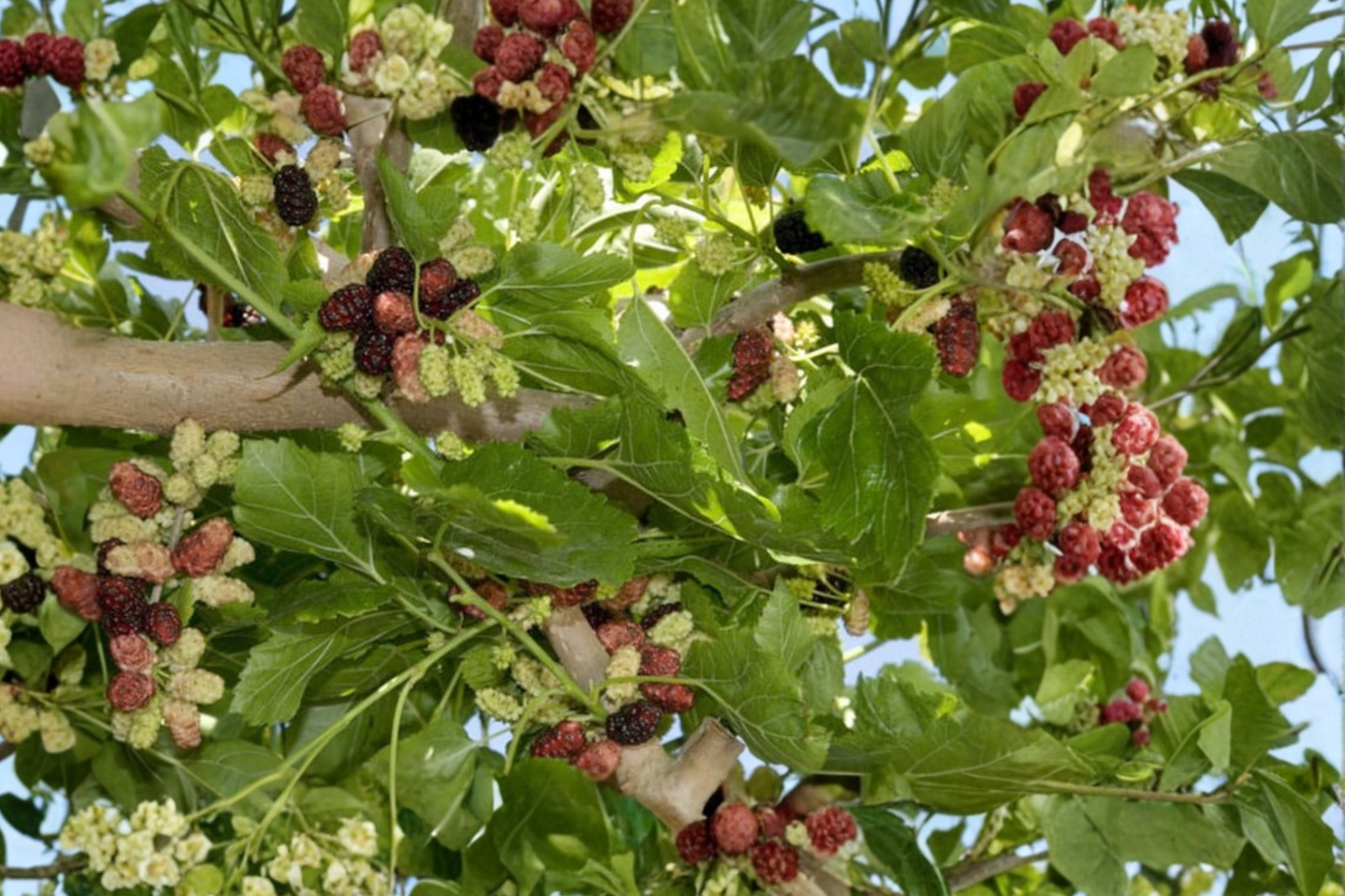 Weeping Mulberry Tree Live Plant 1 Gallon Potted Ornamental Mulberry Tree Compact Garden Tree Ready to Grow