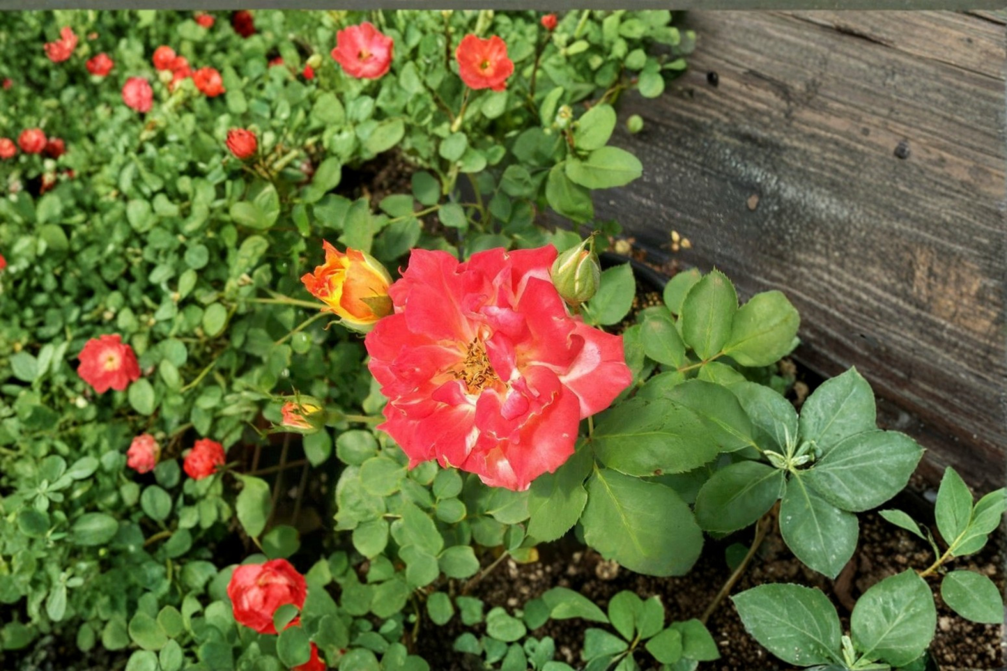 Pinata Rose Plant 2 Gal Yellow Orange Bush, Multi Color Rose Shrub for Garden Borders Landscape