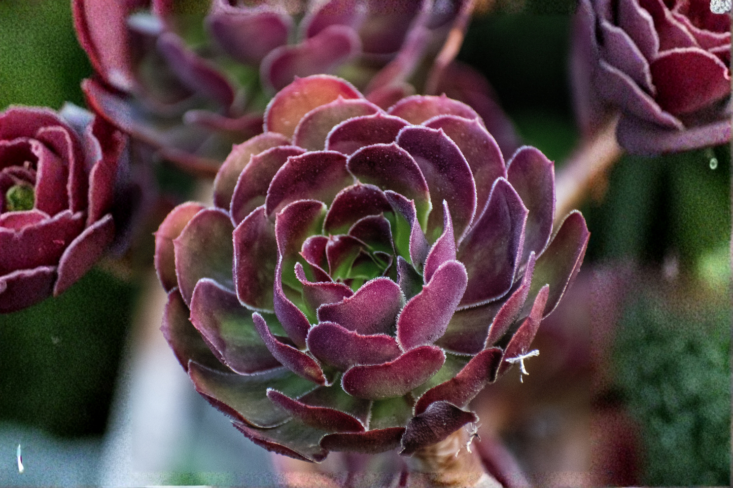 Imported Maggie Aeonium Live Succulent Plant – 1 Plant – Aeonium Hybrid