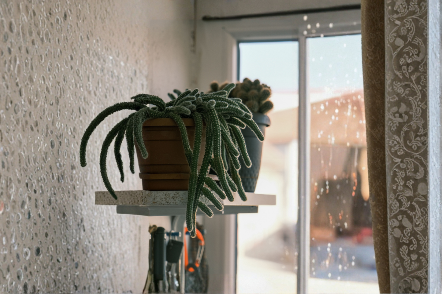 Rat Tail Cactus Live Plant 4 Inch Pot – Aporocactus flagelliformis