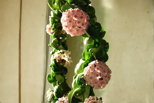 cLive Plant – 4-Inch Pot, 1 Stem 6–8 Inches Long – Hoya carnosa 'Compacta'