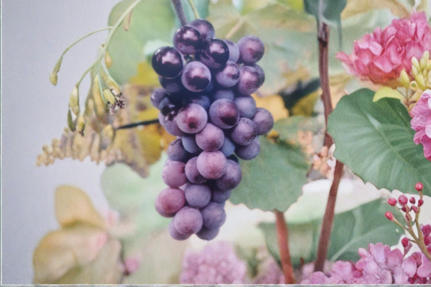 Champanel Grape Vine 3 Gal Live Plant – Sweet Grape Vine for Garden Trellis Backyard Vineyard Growing No Ship CA