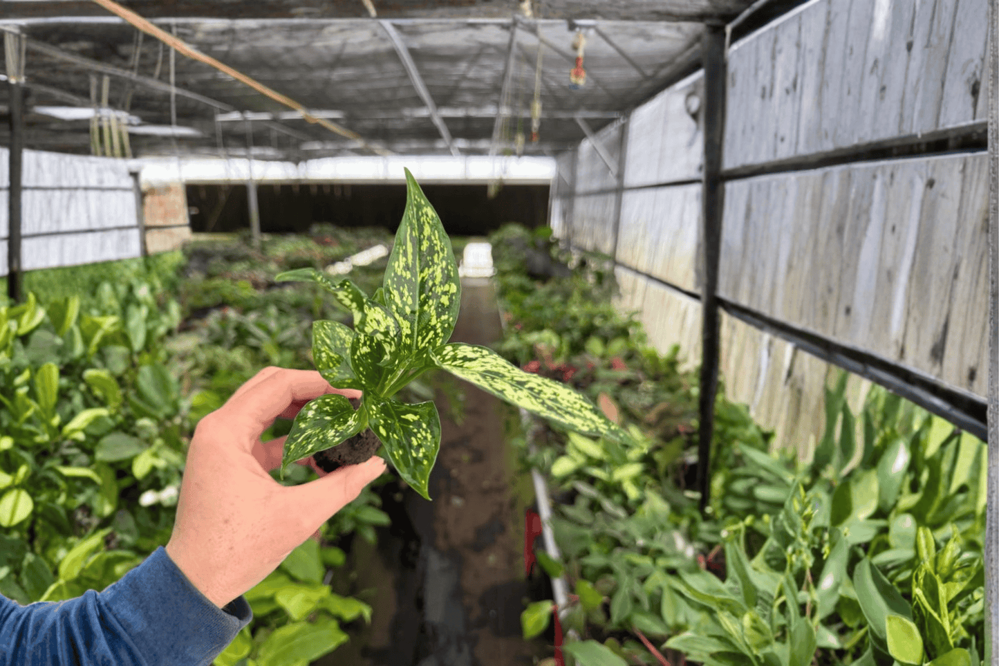 Aglaonema Thai Snowflake 2 Live Starter Plants – Aglaonema ‘Thai Snowflake’